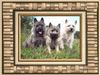 Cairn-Terrier Hund