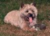 Cairn-Terrier Hund