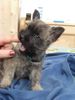 Cairn-Terrier Hund