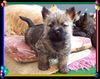 Cairn-Terrier Hund