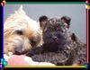 Cairn-Terrier Hund