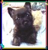 Cairn-Terrier Hund