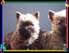 Cairn-Terrier Hund