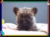 Cairn-Terrier Hund