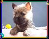 Cairn-Terrier Hund