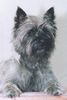 Cairn-Terrier Hund