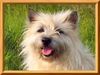 Cairn-Terrier Hund