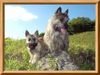 Cairn-Terrier Hund