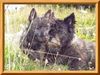 Cairn-Terrier Hund