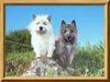 Cairn-Terrier Hund