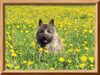 Cairn-Terrier Hund