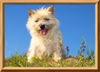 Cairn-Terrier Hund