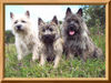 Cairn-Terrier Hund