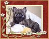 Cairn-Terrier Hund