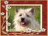 Cairn-Terrier Hund