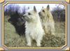 Cairn-Terrier Hund