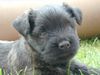 Cairn-Terrier Hund