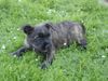 Cairn-Terrier Hund