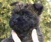 Cairn-Terrier Hund