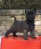 Cairn-Terrier Hund