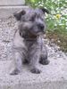 Cairn-Terrier Hund