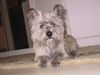 Cairn-Terrier Hund