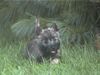 Cairn-Terrier Hund