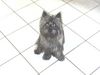 Cairn-Terrier Hund