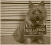 Cairn-Terrier Hund