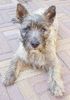 Cairn-Terrier Hund