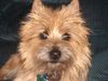 Cairn-Terrier Hund