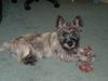 Cairn-Terrier Hund