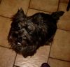 Cairn-Terrier Hund