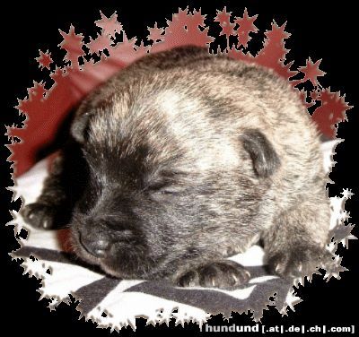 Cairn-Terrier Pepsi, cairn terrier puppie 12 Tage alt