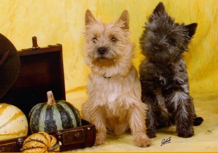 Cairn-Terrier Wo kommt das Vögelchen?