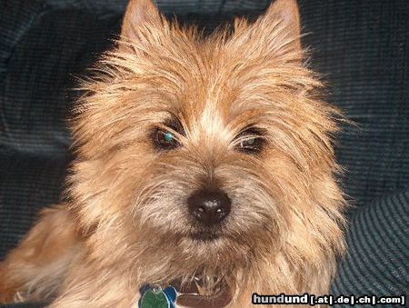 Cairn-Terrier Rebel Hallsworth