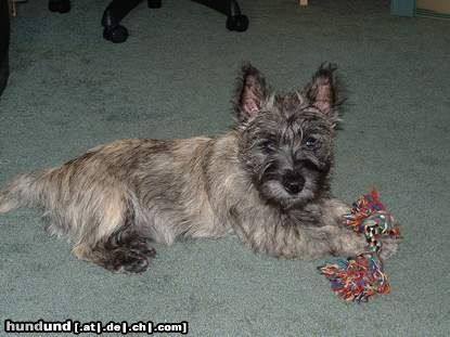 Cairn-Terrier this ist skipper 