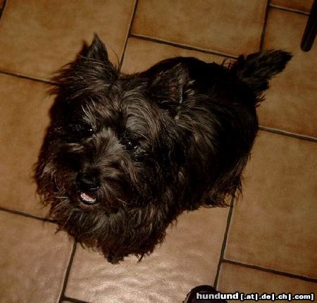 Cairn-Terrier Sweety