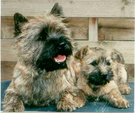 Cairn-Terrier typischer Cairn Terrier mit 8 Wo altem Welpen