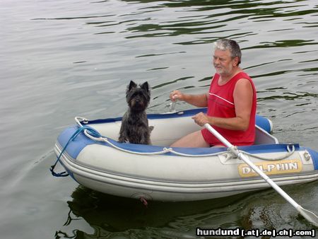 Cairn-Terrier Bootsmann Kimba