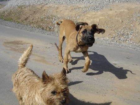 Cairn-Terrier Wasserratten