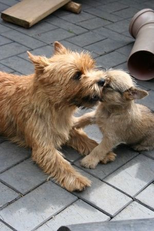 Cairn-Terrier Supermama