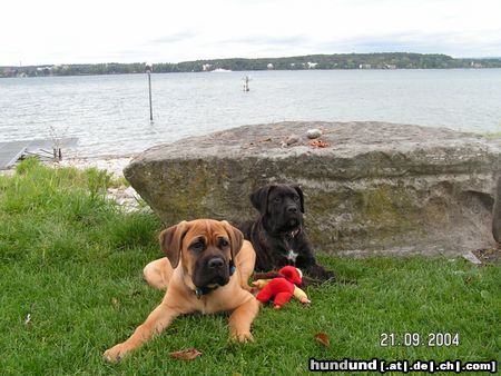 Cane Corso Zeus & Sharon