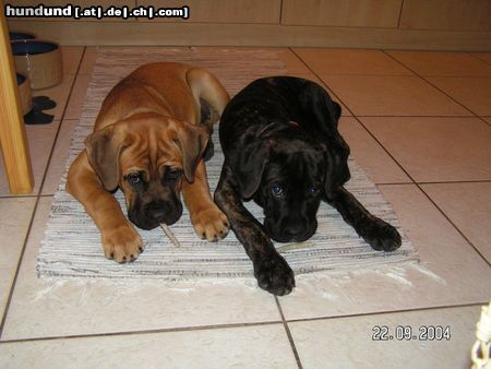 Cane Corso Zeus & Sharon beim gutti