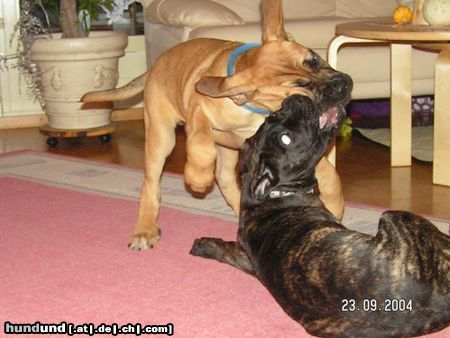 Cane Corso auch streit muss sein