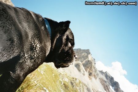 Cane Corso Abramo, 7-jährig, nach ausgiebigem Bad in Bergsee