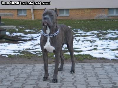 Cane Corso ONYX