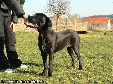 Cane Corso Jenny 6 Monate