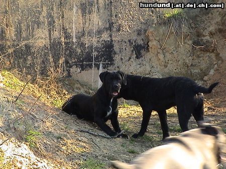 Cane Corso Cane Corso's beim Spielen