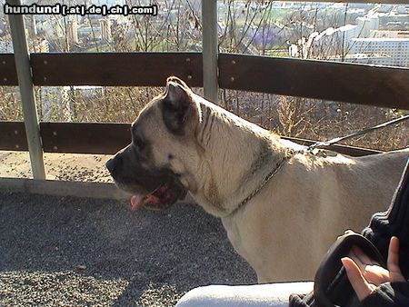 Cane Corso Leeroy beim Ausflug